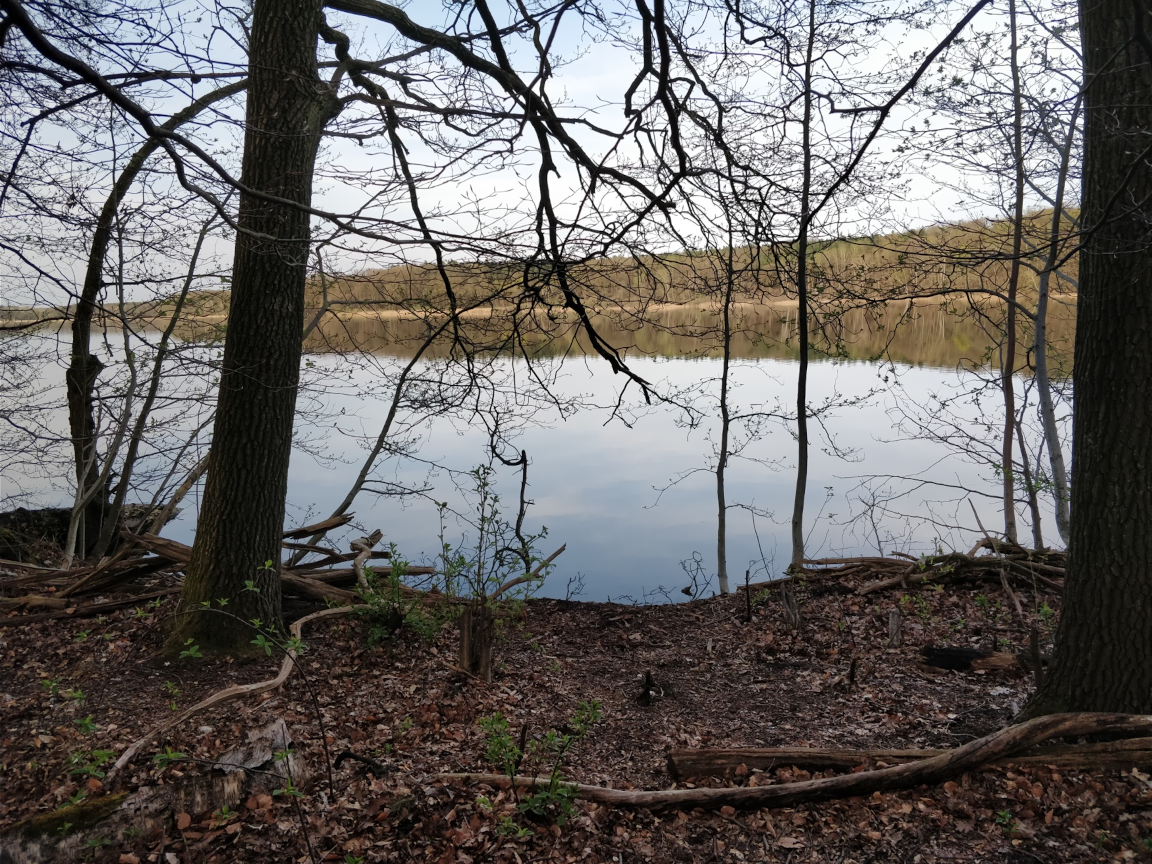 View of a lake through the trees with smooth water - Lance Haig